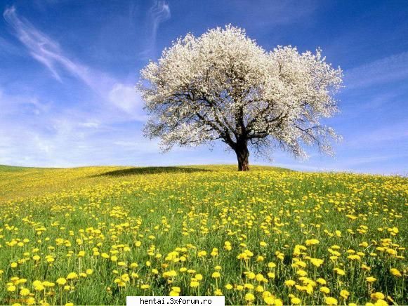 . nature